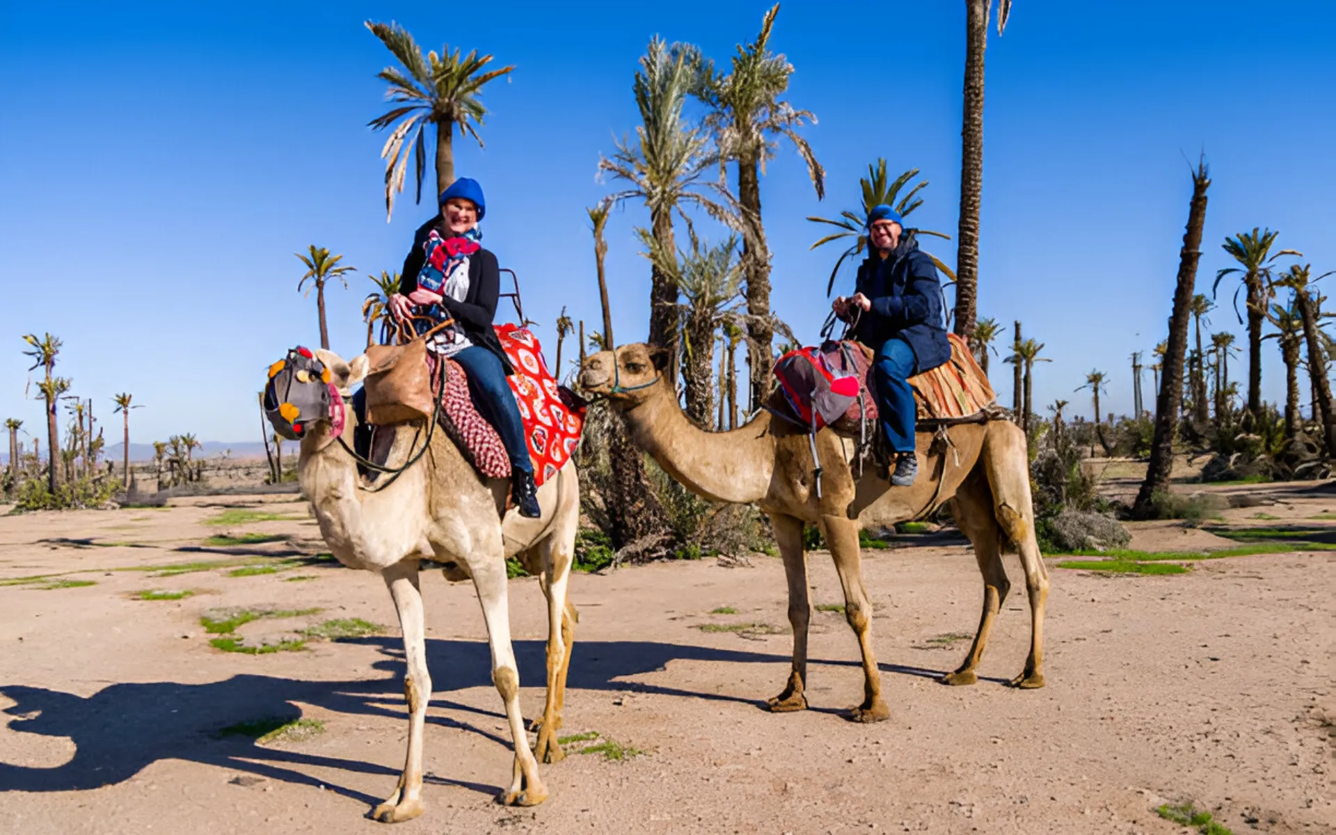 Dromedary Palmeraie Marrakech