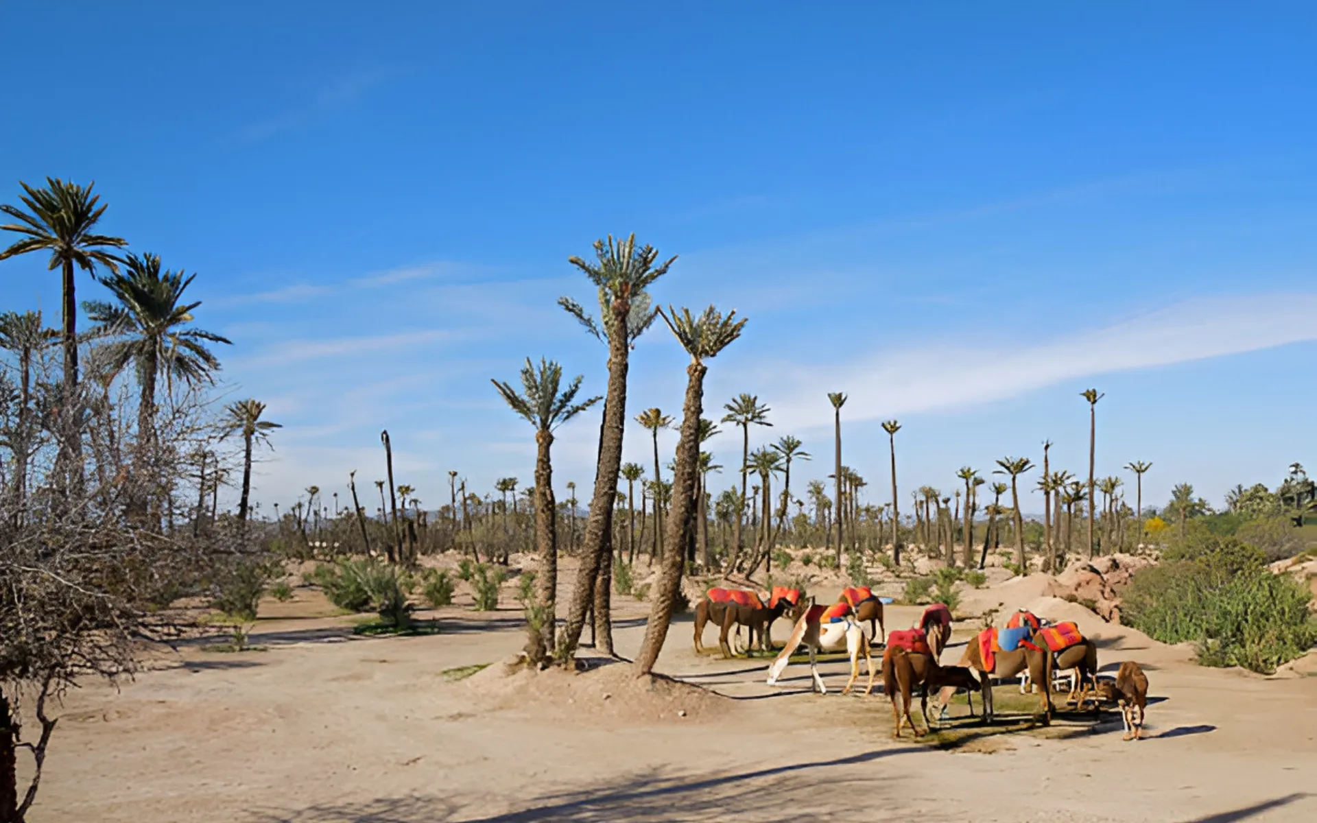 camel ride in marrakech