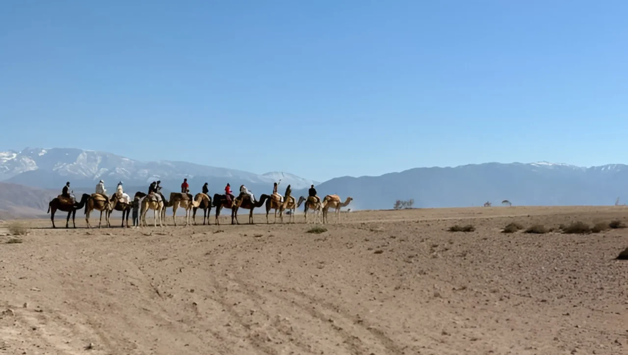agafay camel