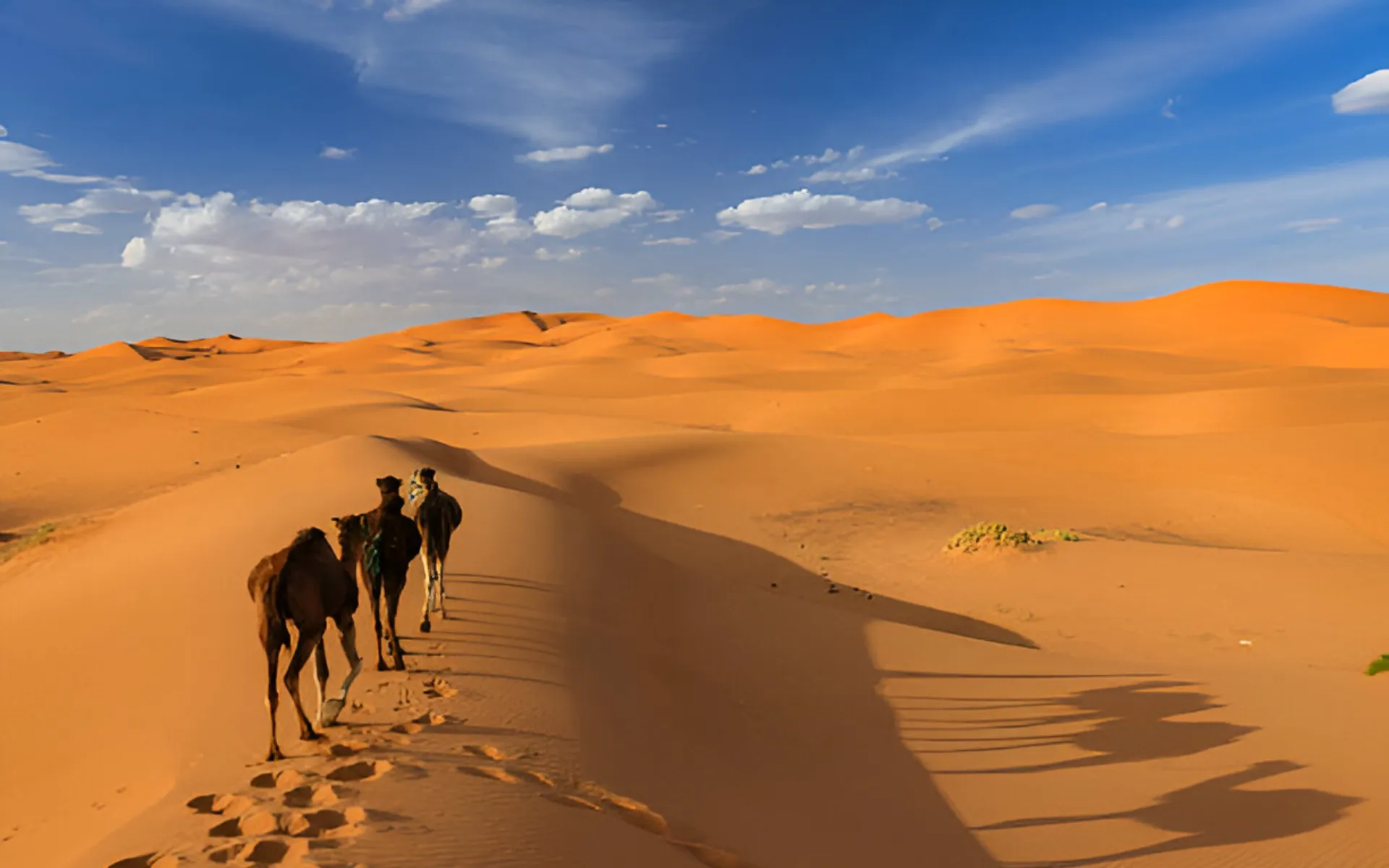 zzagora desert