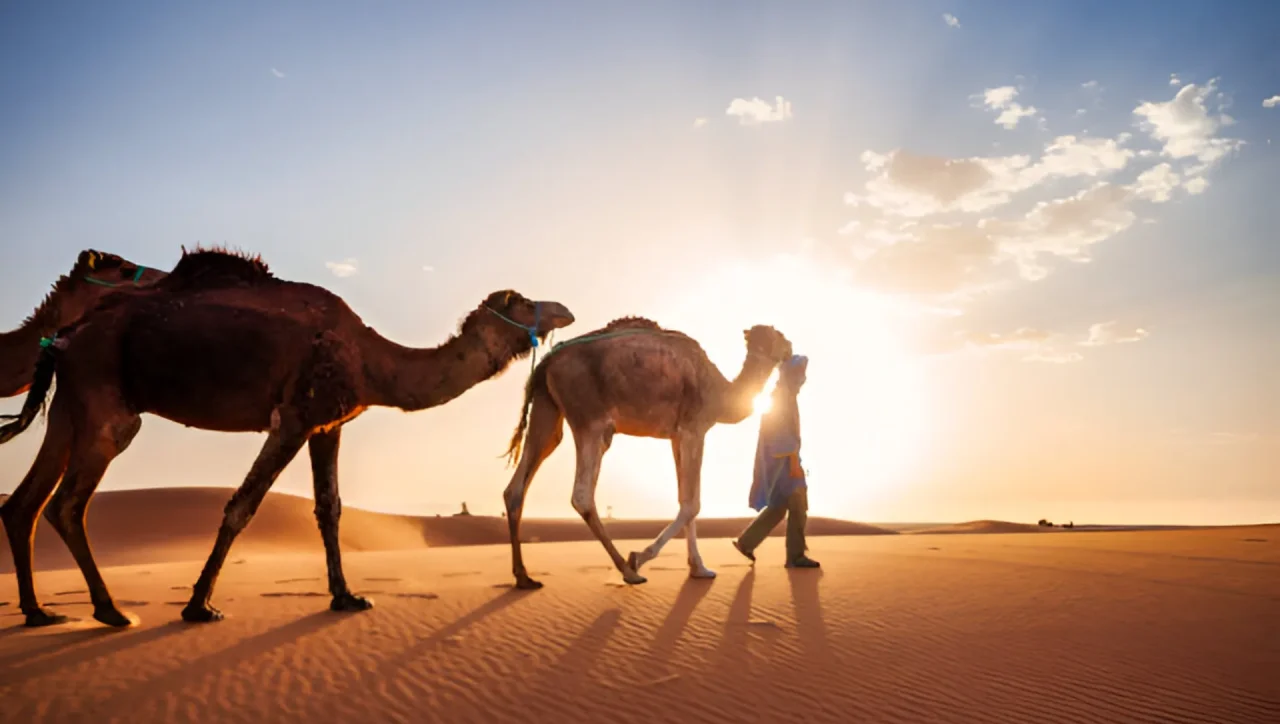 desert camel